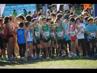 XX Cross San Pedro Alcántara (II)