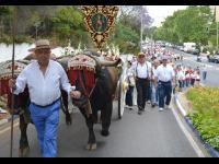 Romería de San Bernabé, el patrón de Marbella (26-5-13)