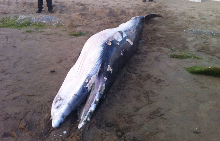 Aparece una cría de ballena muerta en una playa de Marbella