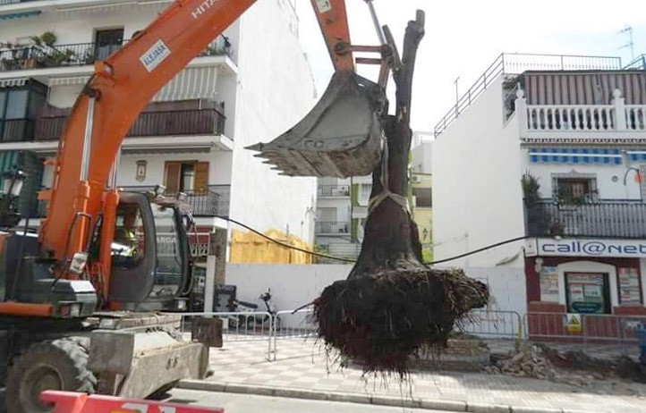 Trasplantan las yucas de la avenida Nabeul a la zona de El Pinillo