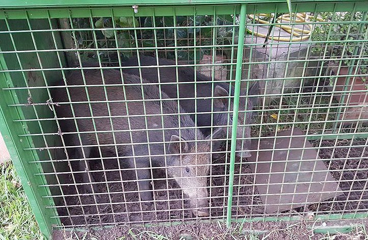 Los jabalíes causan destrozos en urbanizaciones de Marbella