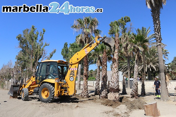 Actos vandálicos obligan a plantar 25 palmeras en las playas de San Pedro