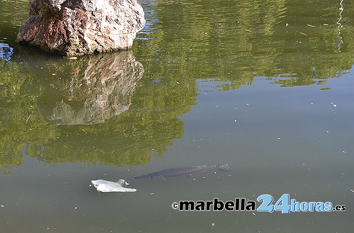 Fracasa tras tres horas el intento de capturar al pez cocodrilo de Marbella