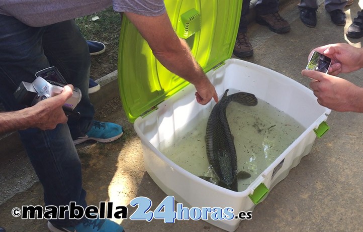 Logran capturar por fin al pez cocodrilo de Marbella con un trasmallo