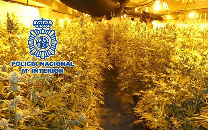 Desmantelan en Marbella dos cultivos con 1.250 plantas de marihuana