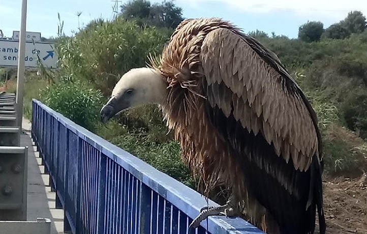 Rescatan un buitre leonado exhausto en la autovía A-7 en Marbella