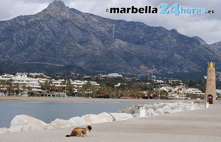 Puerto Banús aclara que no quiere hacer daño a los gatos abandonados