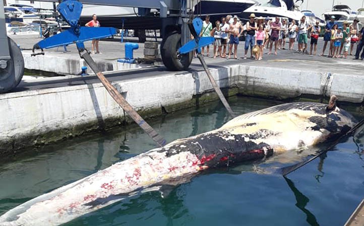 Aparece una ballena muerta frente a la costa de Marbella