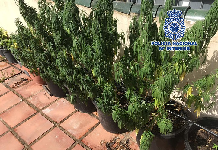 La Policía desmantela una plantación de marihuana en una azotea en Marbella