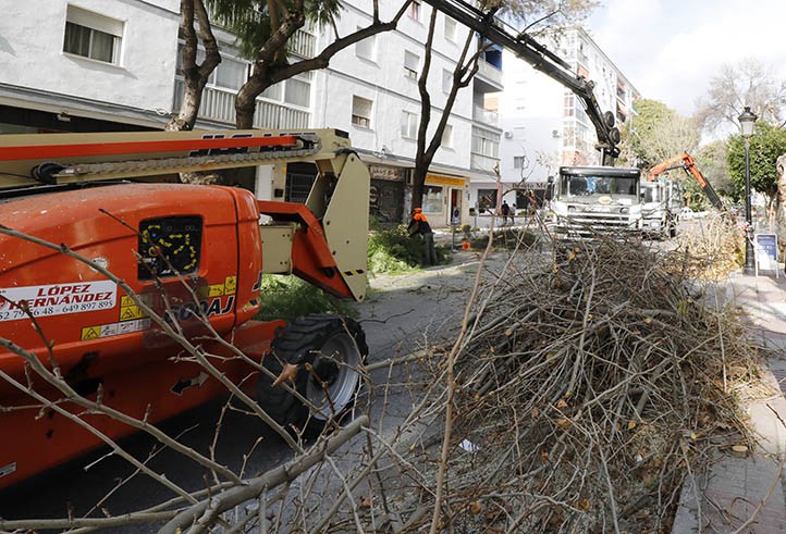 El Ayuntamiento anuncia un plan de poda en San Pedro Alcántara