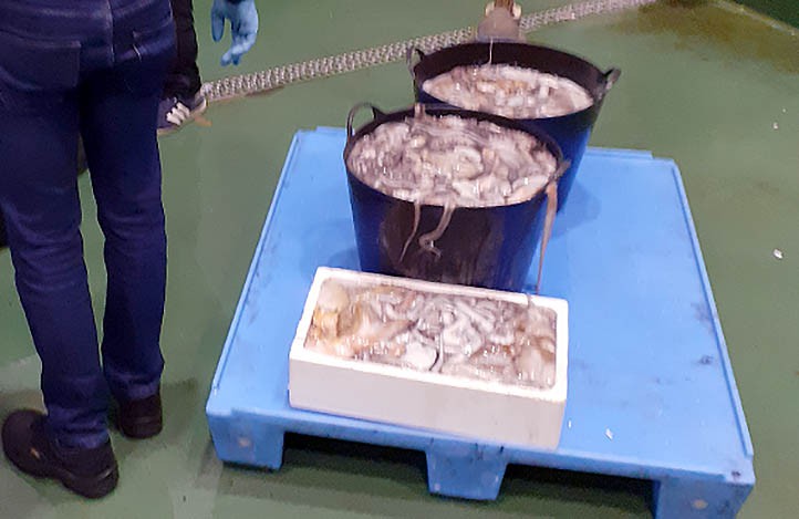 Requisan en Marbella 150 kilos de pulpo de talla inferior a la reglamentaria