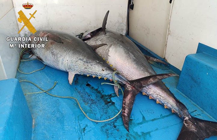 La Guardia Civil interviene en Marbella dos atunes rojos de pesca ilegal