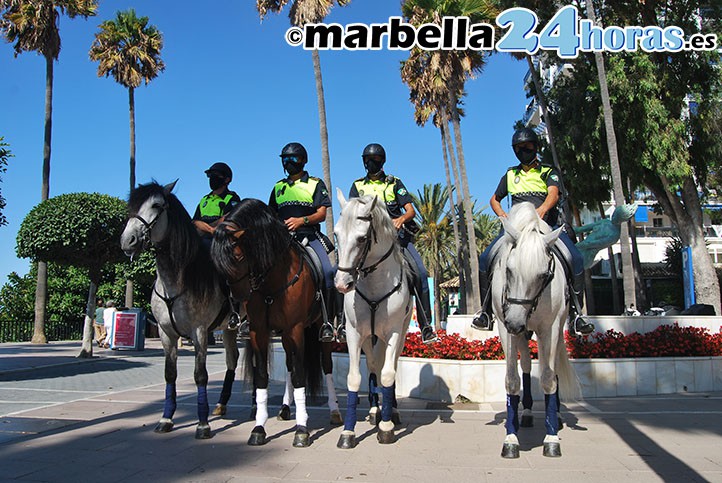 La Policía Local de Marbella amplía su caballería con cuatro nuevos  ejemplares