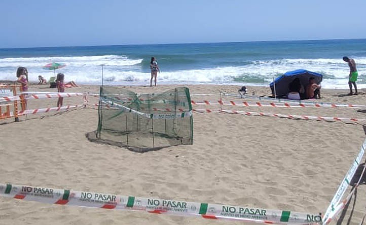 Marbella busca voluntarios para vigilar un nido de tortuga boba
