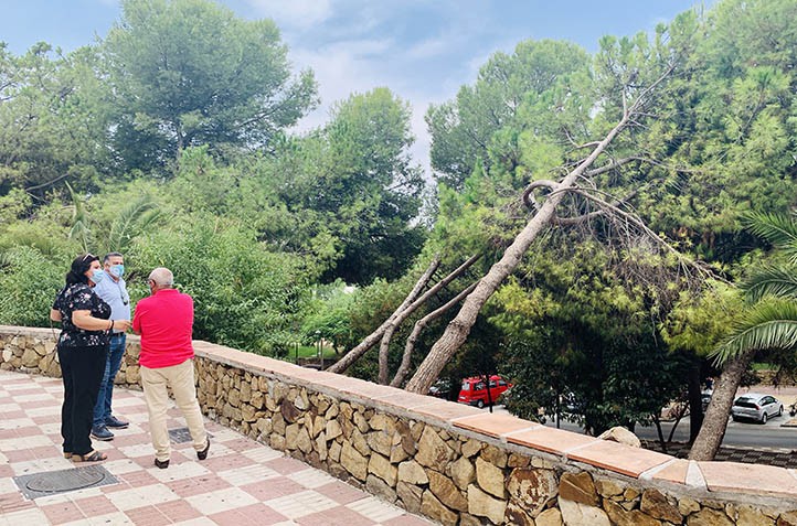El PSOE denuncia el riesgo de caída de árboles en la avenida Maíz Viñals