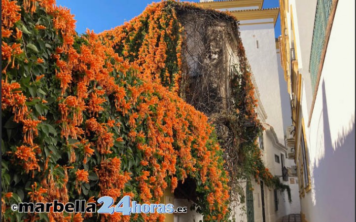 Un incendio en el centro de Marbella obliga a cerrar aulas de un colegio