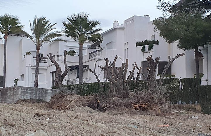IU denuncia daños al arbolado en una parcela de la urbanización Río Real 