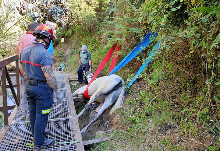 Bomberos de Marbella rescatan a una yegua atrapada en una acequia