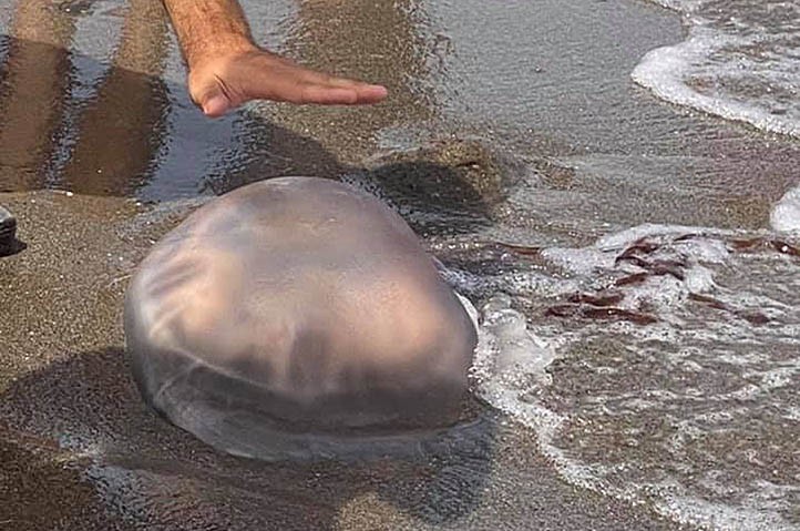 Plaga de medusas, algunas gigantes, en las playas de Marbella