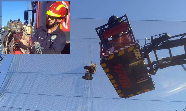 Bomberos de Marbella liberan a un búho de la red de un campo de golf