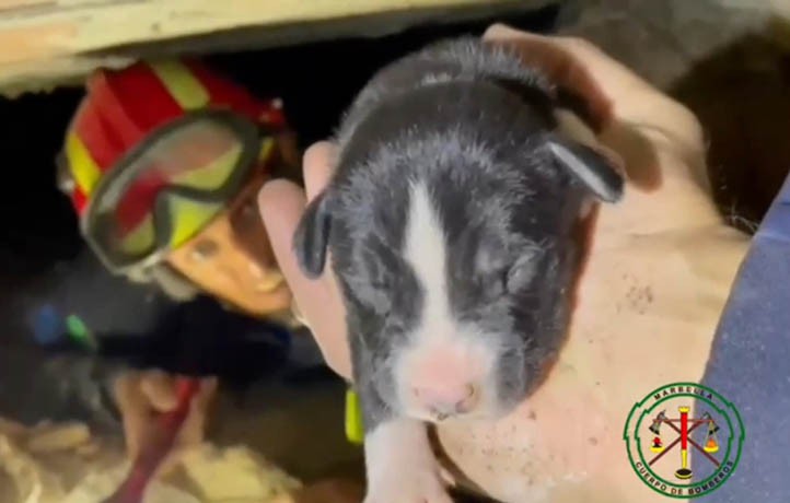 Bomberos rescatan en Marbella a dos cachorros atrapados en una vivienda