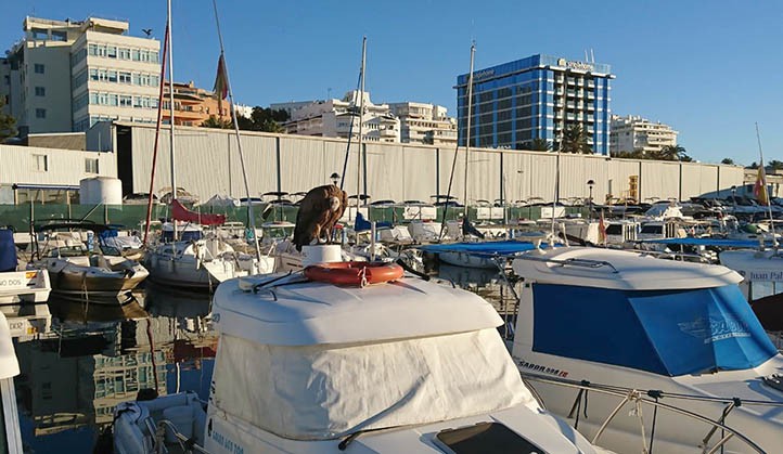 Rescatan un buitre leonado en el puerto de La Bajadilla de Marbella