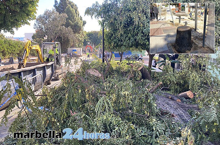 Vuelve la polémica en Marbella por las talas indiscriminadas de árboles