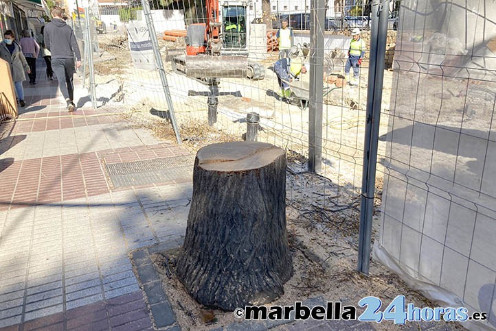 Tras una nueva tala, el Ayuntamiento presume de un premio medioambiental