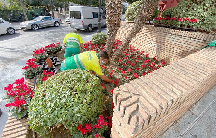 De la flor de Pascua al ciclamen, el cambio decorativo en Marbella