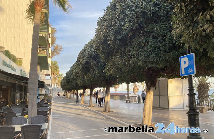 Piden la poda de árboles en el paseo marítimo de Marbella para evitar ratas