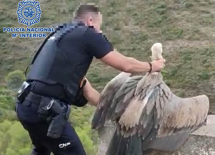 La Policía Nacional rescata a un buitre desorientado en Puerto Banús 