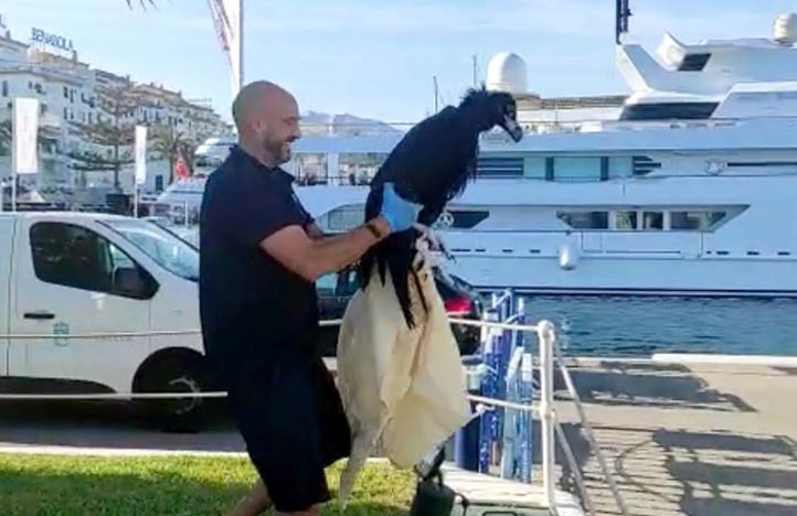 Un surfista rescata en Marbella un buitre negro que había caído al mar