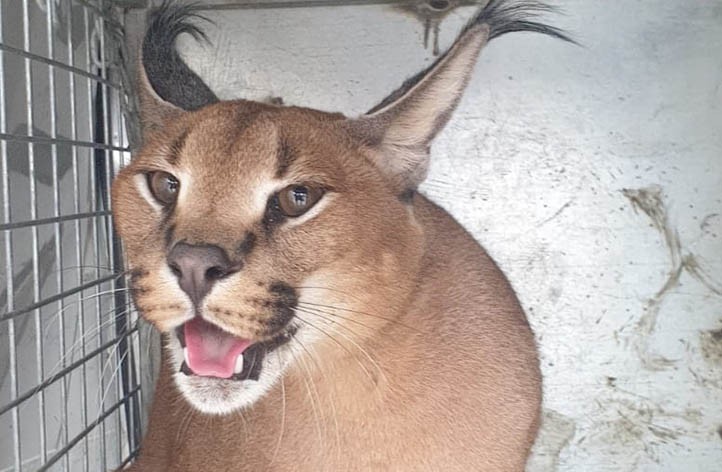 Capturan un caracat extraviado que recorrió 20 kilómetros en Marbella 
