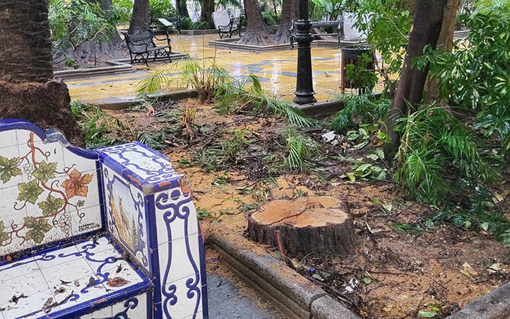 Comienzan a talar árboles bajo la lluvia en la Alameda de Marbella