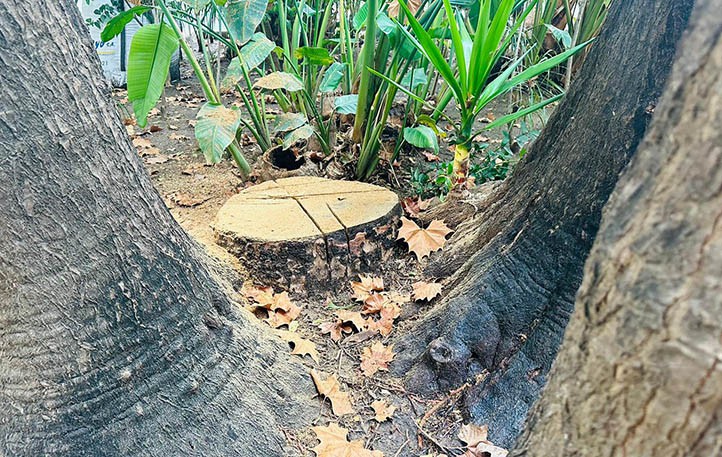 El Ayuntamiento dice tener informes de ingenieros y arboristas sobre la Alameda