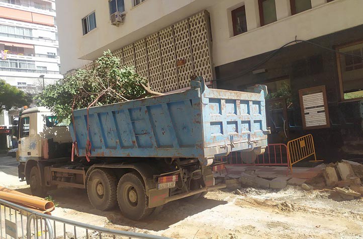 Enésima tala de árboles en Marbella: arrasan ahora la calle Sierra Blanca