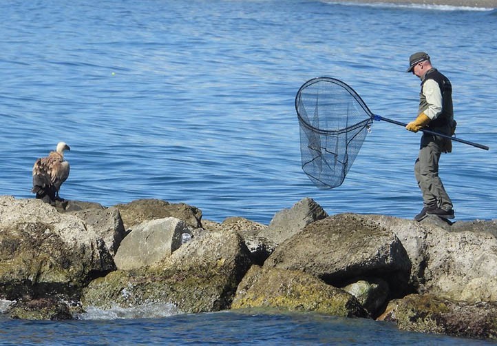 Rescatan a un buitre en el espigón del Puerto Deportivo de Marbella