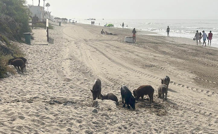 Los jabalíes campan por Marbella ante la inacción de Ayuntamiento y Junta
