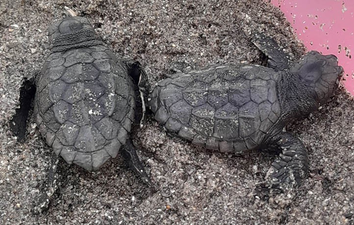 Eclosionan más huevos y son ya 58 las tortugas nacidas del nido de Marbella
