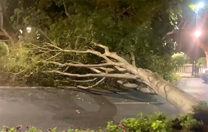 Un árbol se desploma en el centro de Marbella y corta una avenida
