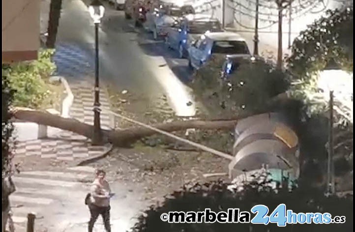 Las fuertes rachas de viento en Marbella originan la caída de árboles y ramas