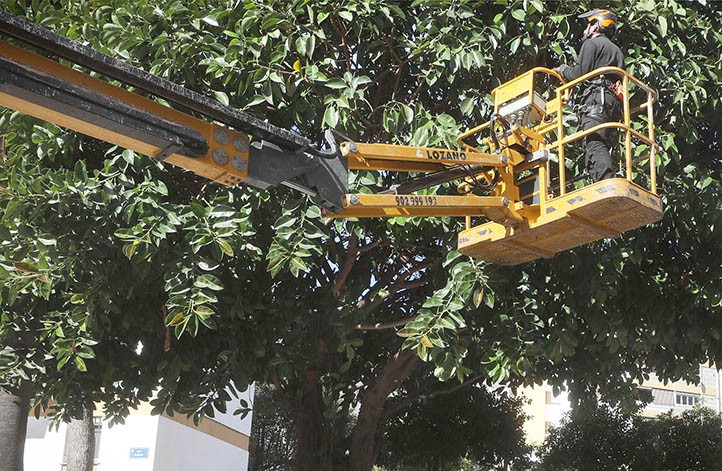 El Ayuntamiento de Marbella dice que podará 17.000 ejemplares este año