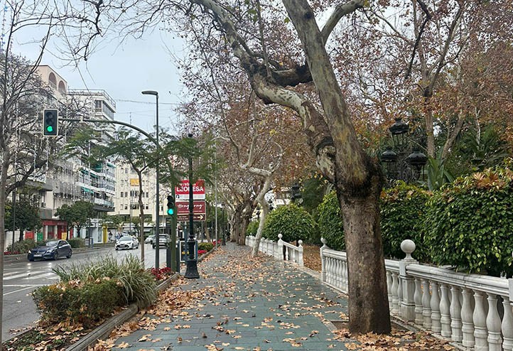 Solicitan protección especial para los plátanos de la Alameda de Marbella