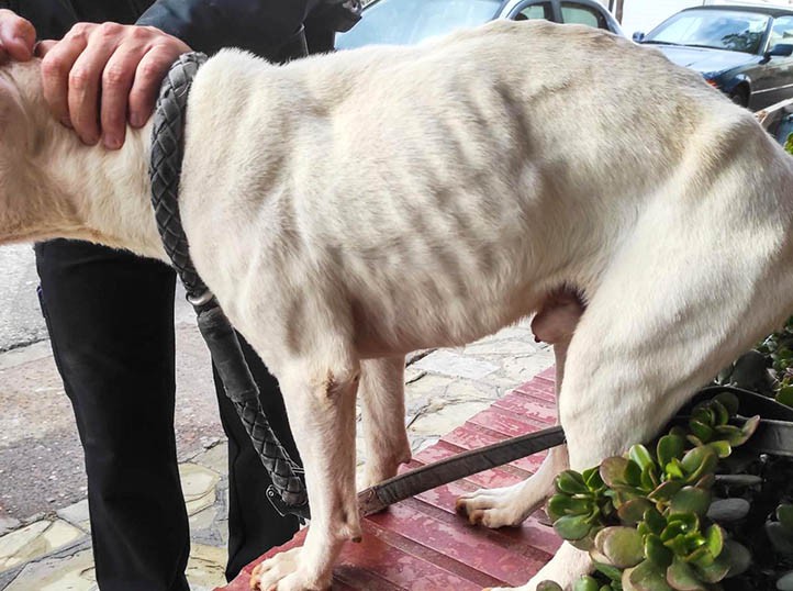 La Policía Local de Marbella rescata a un perro abandonado y famélico