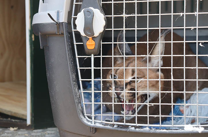 Intervienen un lince africano en el jardín de una vivienda en Marbella