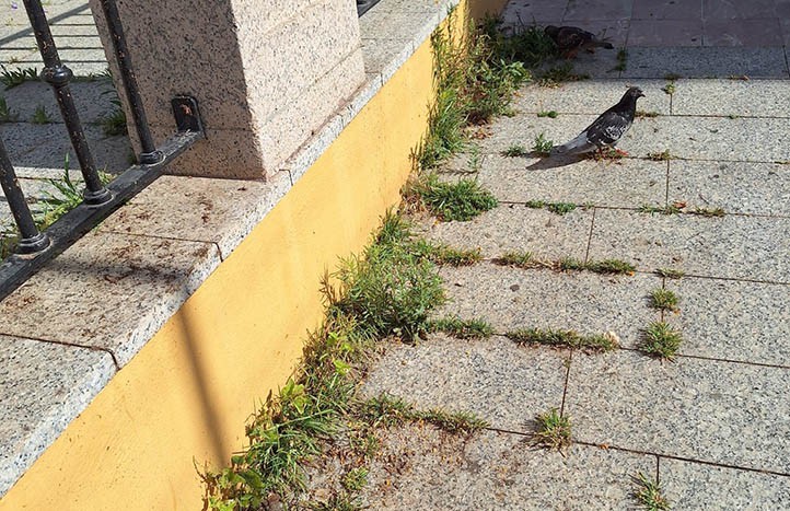 El PSOE denuncia suciedad y abandono en distintas zonas de Marbella