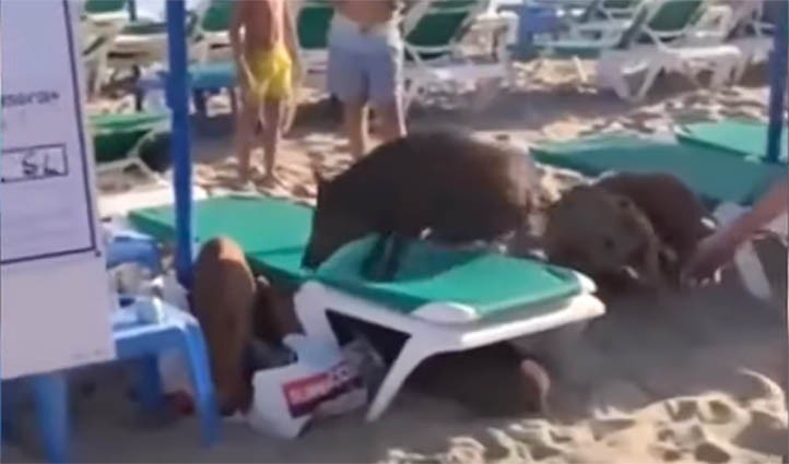Marbella contratará arqueros para controlar la población de jabalíes