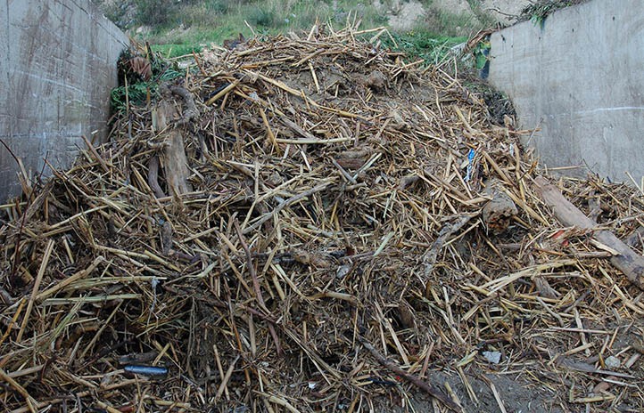 Las cañas que arrastran las riadas se convierten en fertilizante para jardines