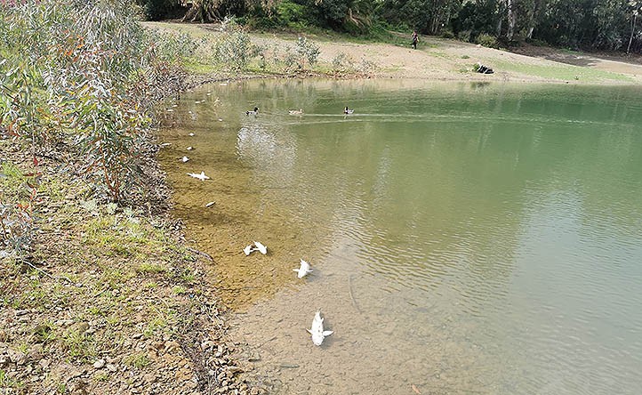 Aparecen en Marbella decenas de peces muertos en el Lago de las Tortugas