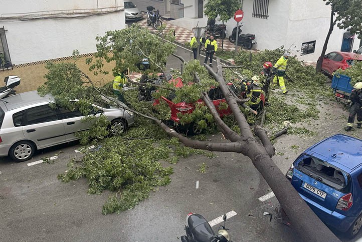La caída de un árbol hiere a una mujer en Marbella por dejadez del Ayuntamiento
